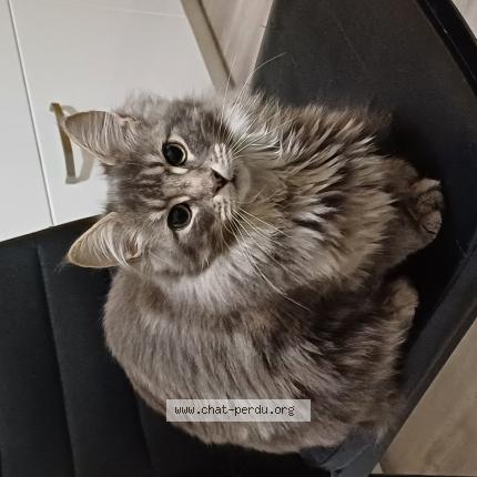 Photo 1/1 PIXIE Chat perdu à Moulins