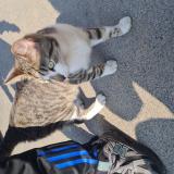 Photo de chat trouvé à Roubaix