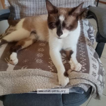 Photo 1/1 GRIBOUILLE Chat perdu à Valras plage