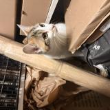 Photo de chat trouvé à Paris