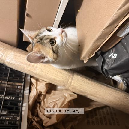 Photo 1/1 Chat trouvé Trouvé à Paris