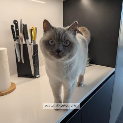 Photo 1/1 smoky Chat perdu à Evergem