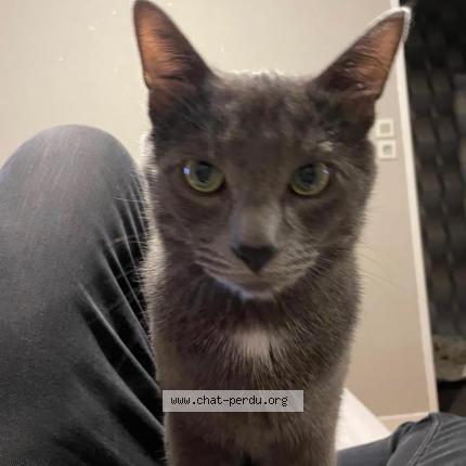Photo 1/1 Simba Chat perdu à Haubourdin