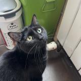 Photo de chat perdu à Viry Chatillon