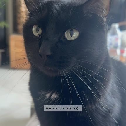 Photo 2/2 Chat retrouvé Perdu à Viry chatillon