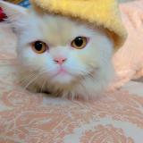 Photo de chat perdu à Pakistan