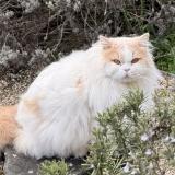 Photo de chat perdu à Ruffey Les Echirey