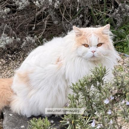 Photo 1/1 Uta Chat perdu à Ruffey les echirey