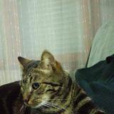 Photo de chat perdu à Marcq En Baroeul