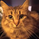 Photo de chat perdu à Saint Nazaire