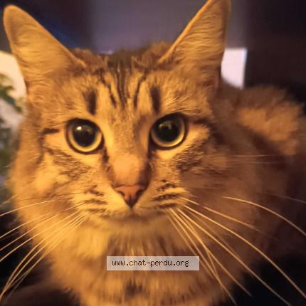 Photo 1/1 LALI Chat perdu à Saint nazaire