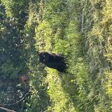 Photo de chat trouvé à Castres
