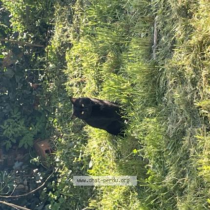 Photo 1/1 Chat trouvé Trouvé à Castres