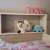 Photo de chat perdu à Coubron