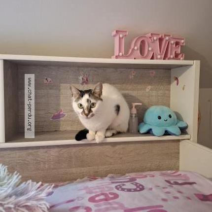 Photo 1/1 Fifi Chat perdu à Coubron