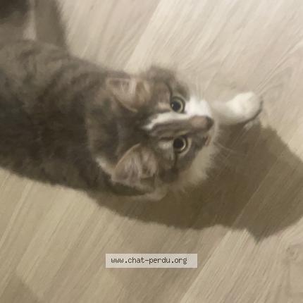 Photo 1/1 Neva Chat perdu à Bartenheim