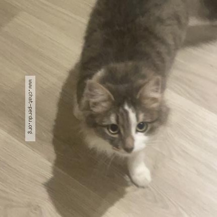 Photo 1/1 Neva Chat perdu à Bartenheim