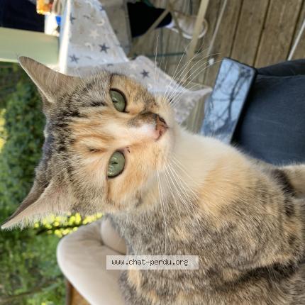 Photo 1/1 Chat trouvé Trouvé à Niort