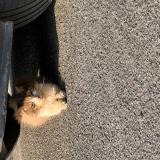 Photo de chat trouvé à Carquefou