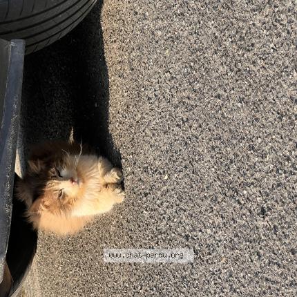 Photo 1/1 Chat trouvé Trouvé à Carquefou