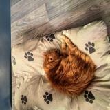 Photo de chat perdu à Hayange