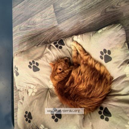 Photo 1/1 Pacha Chat perdu à Hayange