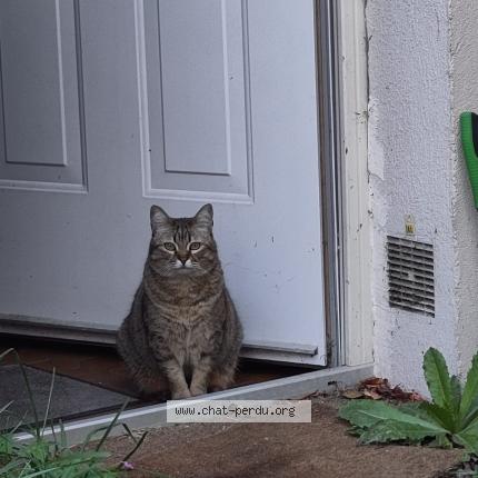 Photo de chat perdu à Paris