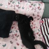 Photo de chat perdu à Alixan