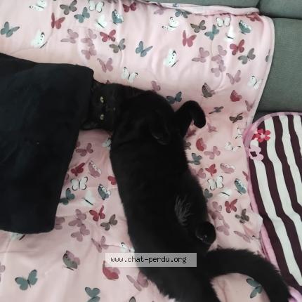 Photo 1/1 Pomponette repond &agrave; ma fifille Chat perdu à Alixan