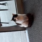 Photo de chat trouvé à Nyons