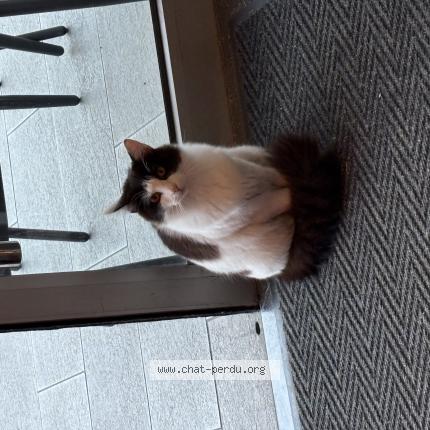 Photo 1/1 Chat trouvé Trouvé à Nyons