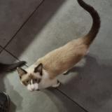 Photo de chat perdu à Lendresse