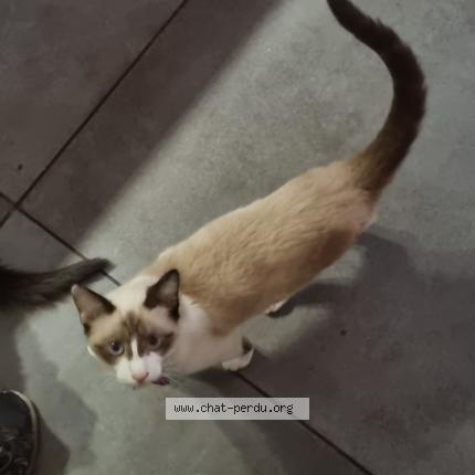 Photo 1/1 Princess Chat perdu à Lendresse