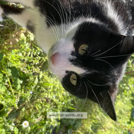 Photo 1/1 Chat retrouvé Trouvé à Toulouse