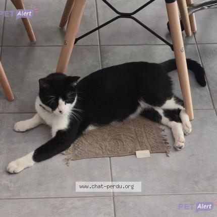 Photo 1/1 Tyson Chat perdu à Strasbourg