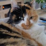 Photo de chat perdu à Basse Goulaine