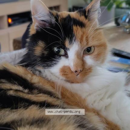 Photo 1/1 CLEO Chat perdu à Basse goulaine