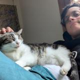 Photo de chat perdu à Drancy