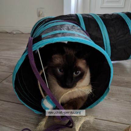 Photo de chat perdu à Fouquieres Les Lens