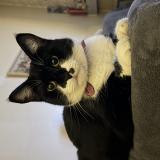 Photo de chat perdu à Le Blanc Mesnil