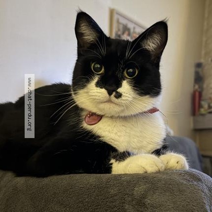 Photo 1/1 Athéna Chat perdu à Le Blanc Mesnil