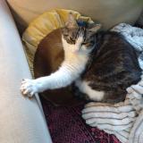 Photo de chat perdu à Drancy