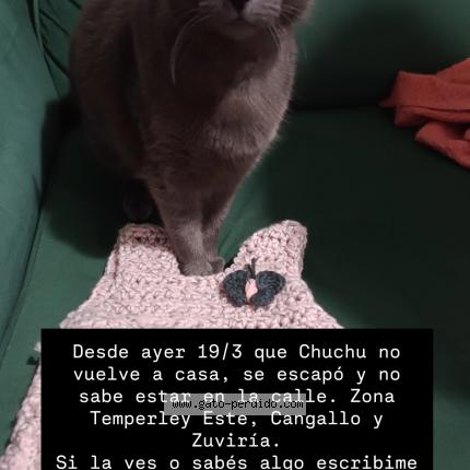 Photo 1/1 Chuchu Chat perdu à Temperley