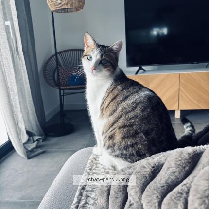 Photo 1/1 Achille Chat perdu à Idron