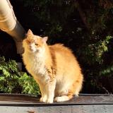 Photo de chat perdu à Canet