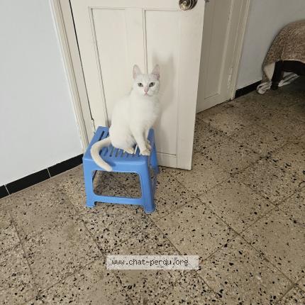 Photo 1/1 Kitty Chat perdu à Toulon