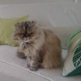 Photo de chat perdu à Boissezon