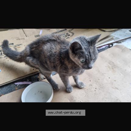 Photo 1/1 Chat trouvé Trouvé à Le havre