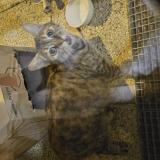 Photo de chat trouvé à Tournefeuille