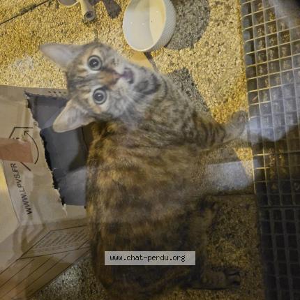 Photo 1/1 Chat trouvé Trouvé à Tournefeuille